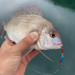 A.P.Pフィッシングガイドサービス デストロイモードにいい反応が得られましたし、ショアからライトに魚を確認できました。