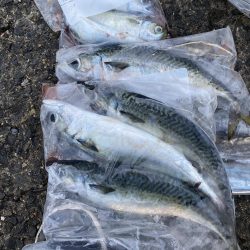 大サバ狙い〜ショアジギ