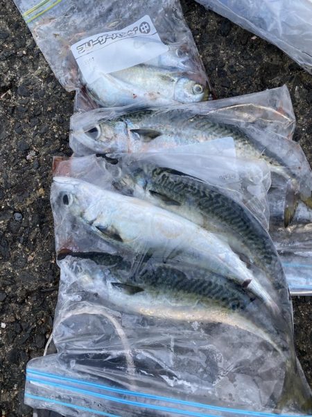 大サバ狙い〜ショアジギ