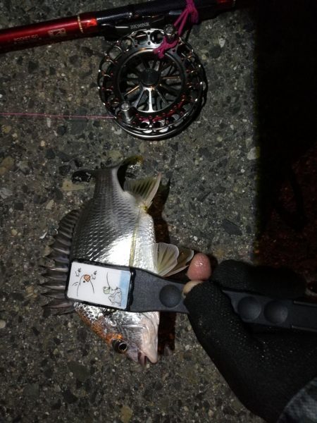 2021/08/01 南港ヘチ釣り