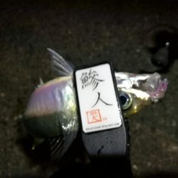 2021/08/02 南港アジング