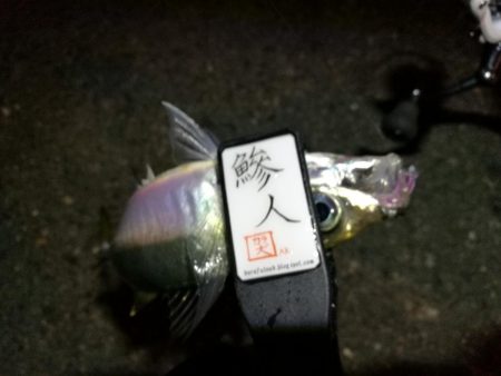 2021/08/02 南港アジング