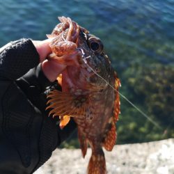 ロックフィッシュ