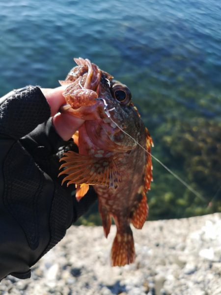 ロックフィッシュ