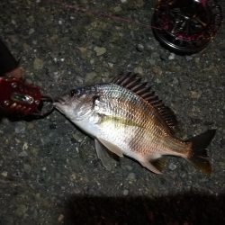 2021/08/04 南港ヘチ釣り