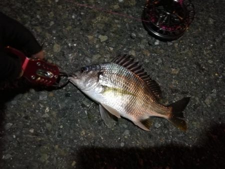 2021/08/04 南港ヘチ釣り