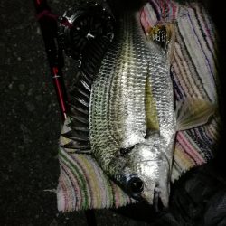 2021/08/06 南港ヘチ釣り