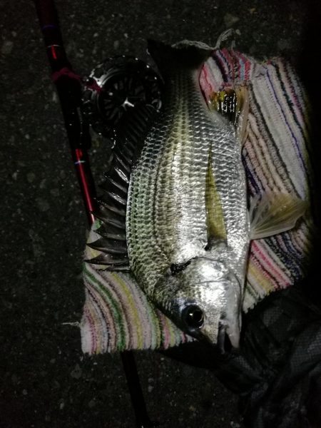 2021/08/06 南港ヘチ釣り