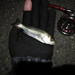 2021/08/07 南港ヘチ釣り