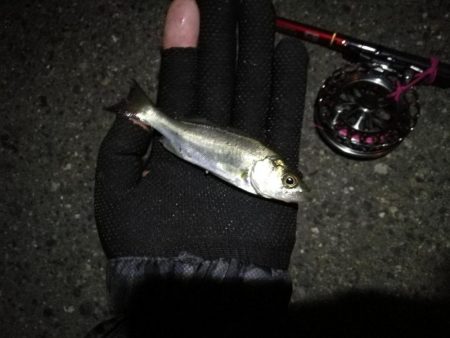 2021/08/07 南港ヘチ釣り