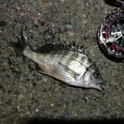 2021/08/10 南港ヘチ釣り