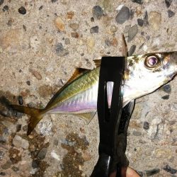 久しぶりの10匹