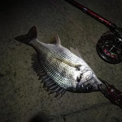 2021/08/15 南港ヘチ釣り