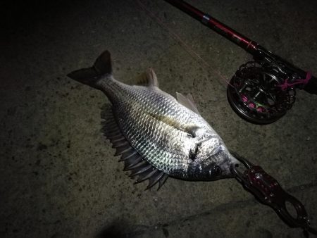 2021/08/15 南港ヘチ釣り