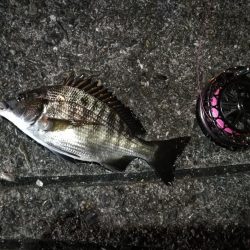 2021/08/25 南港ヘチ釣り