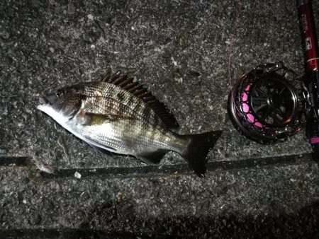 2021/08/25 南港ヘチ釣り