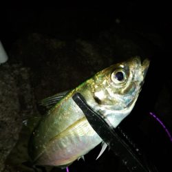 フロートゲーム～