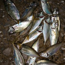 数は釣れましたが。