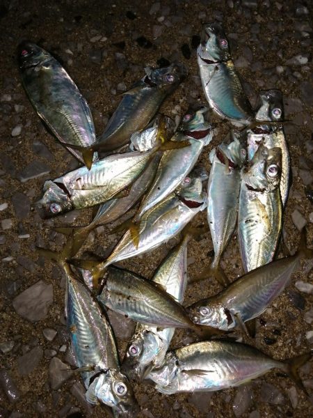 数は釣れましたが。