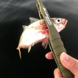 早朝アジングin大阪舞洲