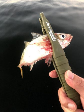 早朝アジングin大阪舞洲