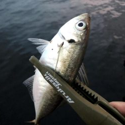 サイズが少し上がった舞洲のアジ