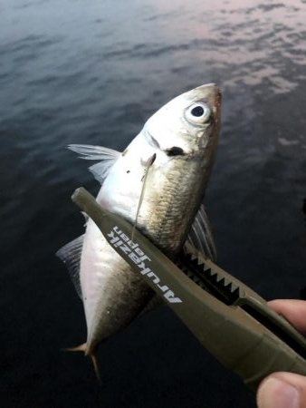 サイズが少し上がった舞洲のアジ