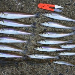 残暑のキス釣り　チャリコの大群