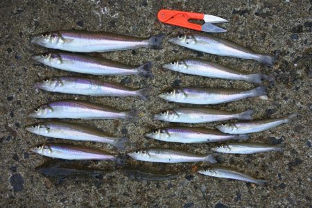 残暑のキス釣り　チャリコの大群