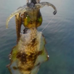 秋シーズンの始まりです。