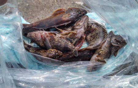 子供と一緒に釣り