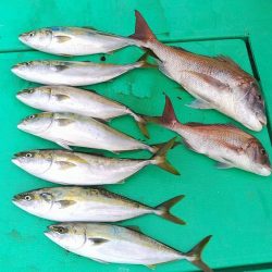 泉州丸　釣果