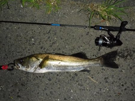 チニングの外道