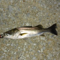 雨上がりのシーバス狙い
