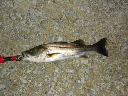 雨上がりのシーバス狙い
