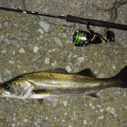 今夜もシーバス釣行