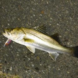 大雨後の増水狙いシーバス