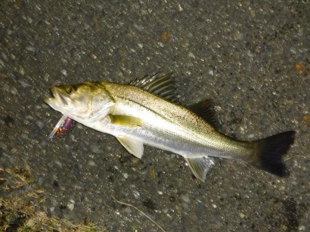 大雨後の増水狙いシーバス