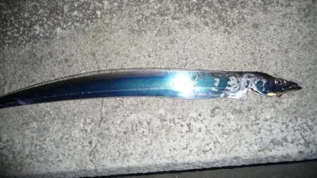 タチウオ　16時から31時まで釣行