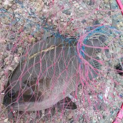 グレチヌ合わせて9目釣り！