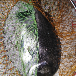 朝から晩まで落とし込み