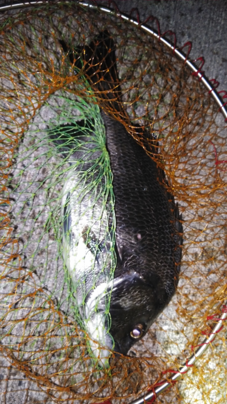 朝から晩まで落とし込み