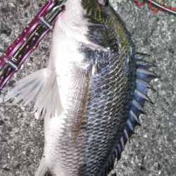 なんとか黒い47cm