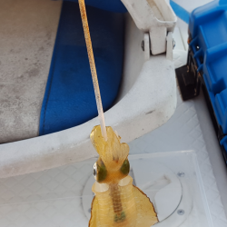 アオリイカ新子調査