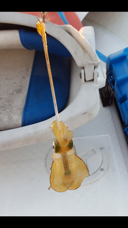 アオリイカ新子調査