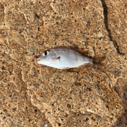 姫路でキス釣り激渋