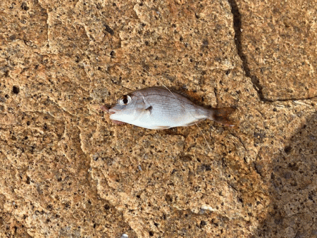 姫路でキス釣り激渋