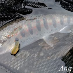 禁漁期前にプチラッシュ