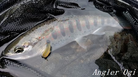 禁漁期前にプチラッシュ