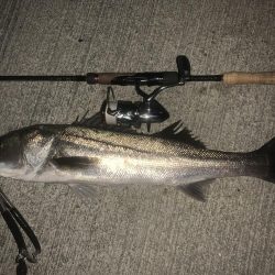 イナッコボイル